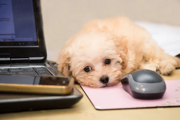 Cute poodle puppy resting on office desk next to laptop computer