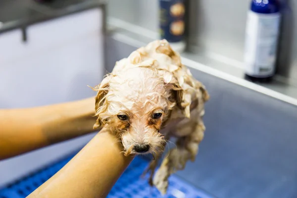 可爱的贵宾犬小狗在美容梳洗洗澡 — 图库照片