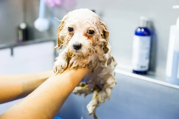 Cão de cachorro bonito poodle tomando um banho durante a preparação de beleza — Fotografia de Stock