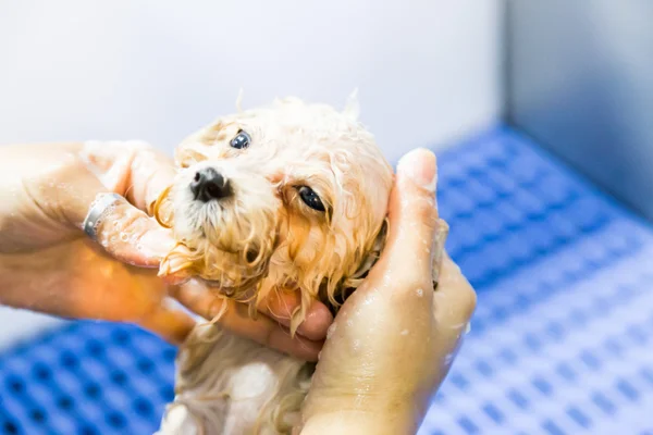 Sevimli fino köpeği yavru köpek güzellik bakım sırasında bir duş alıyor — Stok fotoğraf