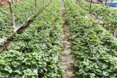 Strawberry farming in containers with canopy and water irrigatio