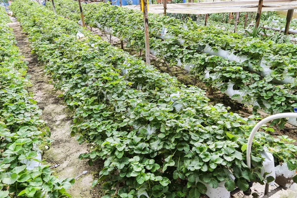 Strawberry farming in containers with canopy and water irrigatio — Stok fotoğraf