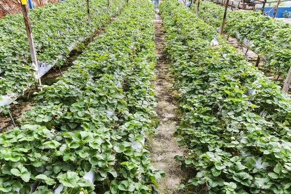 Strawberry farming in containers with canopy and water irrigatio — Stok fotoğraf