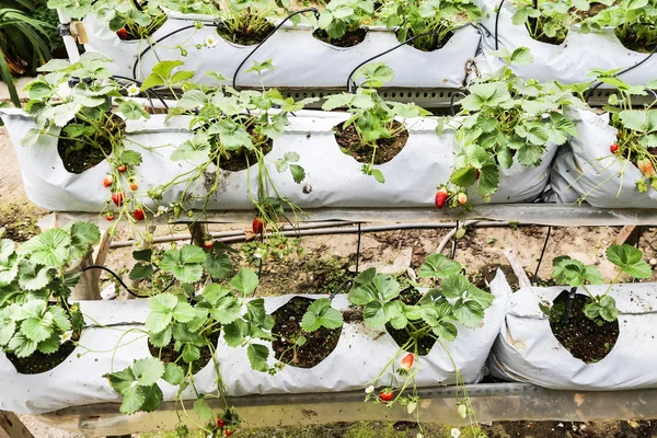 Strawberry farming in containers with canopy and water irrigatio — Stok fotoğraf