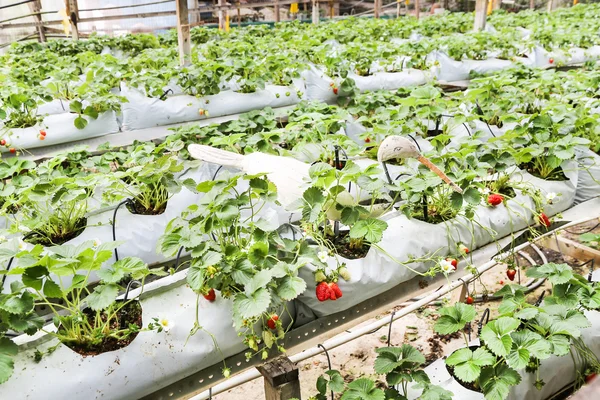 Strawberry farming in containers with canopy and water irrigatio — Stock Photo, Image