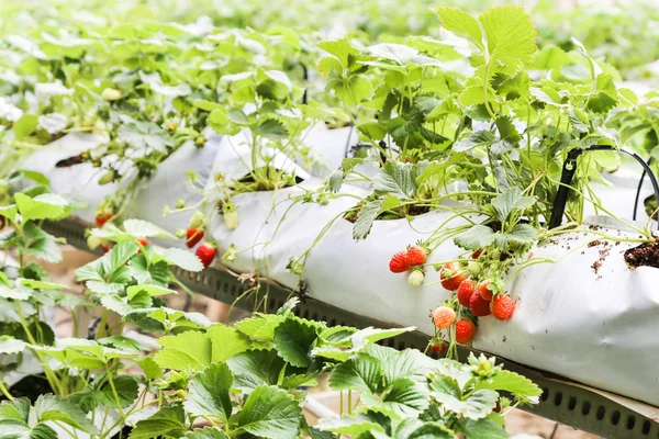 Cultivo de fresas en contenedores con dosel y riego de agua — Foto de Stock