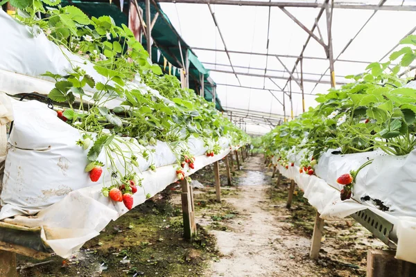 Criação de morangos em recipientes com dossel e irrigação de água — Fotografia de Stock