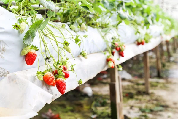 Strawberry farming in containers with canopy and water irrigatio — Stockfoto