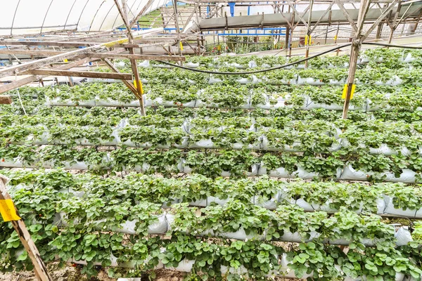 Strawberry farming in containers with canopy and water irrigatio — Stock Photo, Image