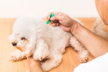 Vet applying ticks, lice and mites control medicine on dog