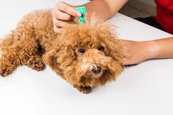 Veterinaria aplicación de garrapatas, piojos y ácaros medicina de control en el perro — Foto de Stock