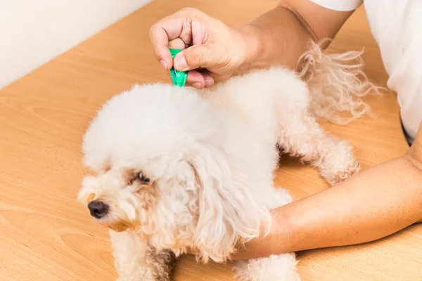 Tierarzt kontrolliert mit Zecken, Läusen und Milben Medikamente bei Hund — Stockfoto