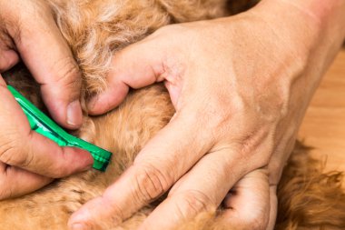 Closeup on Vet applying ticks, lice, mites medicine on dog