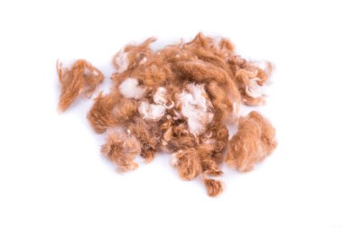 Grup köpek kürk salonda bakım sırasında kesilmiş