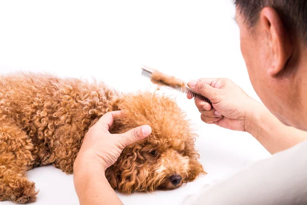 Pflegehund kämmt Hund, mit entwirrendem Fell, das auf Kamm klebt — Stockfoto