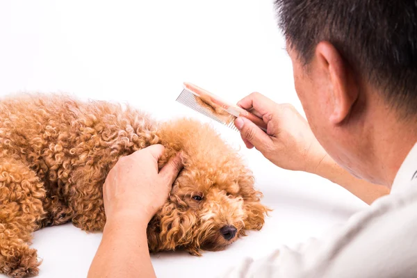 Groomer penteando cão, com pêlo emaranhado preso no pente — Fotografia de Stock