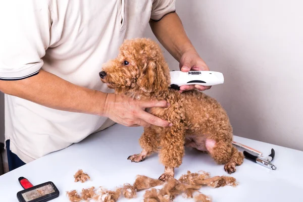 Toiletteur toilettage chien caniche avec tondeuse de garniture dans le salon — Photo