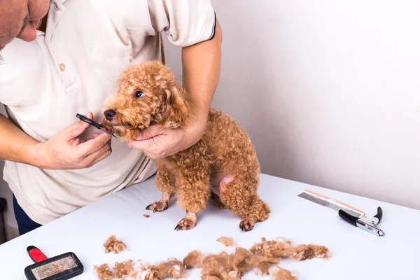 Cão de poodle groomer grooming com tesoura no salão — Fotografia de Stock