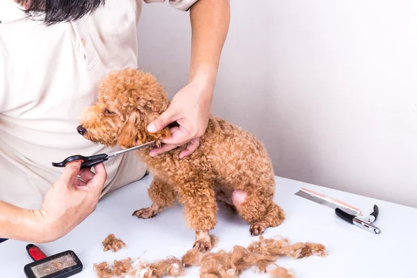 Cão de poodle groomer grooming com tesoura no salão — Fotografia de Stock