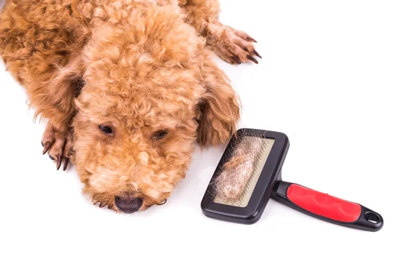 Cão poodle depois de escovar com pêlo desembaraçado preso na escova — Fotografia de Stock