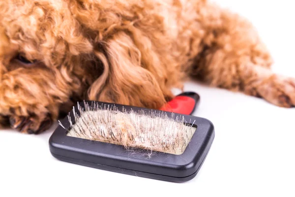 Caniche chien après brossage avec fourrure démêlée collée sur la brosse — Photo