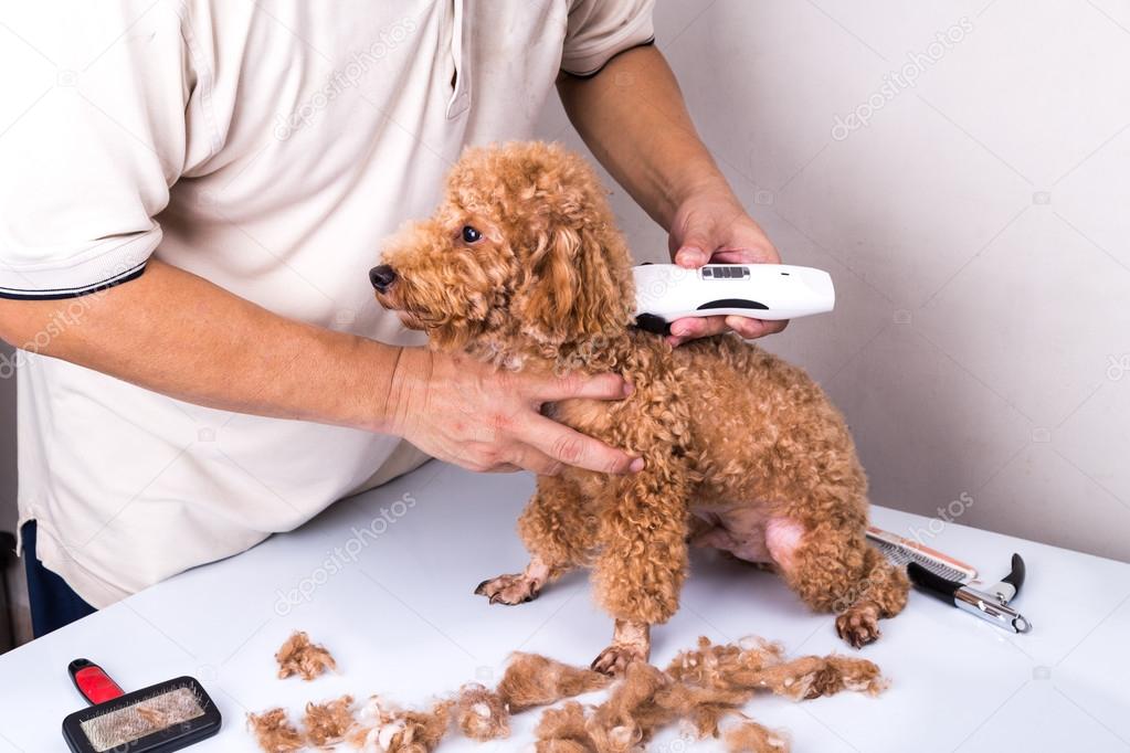 Groomer grooming poodle dog with trim clipper in salon