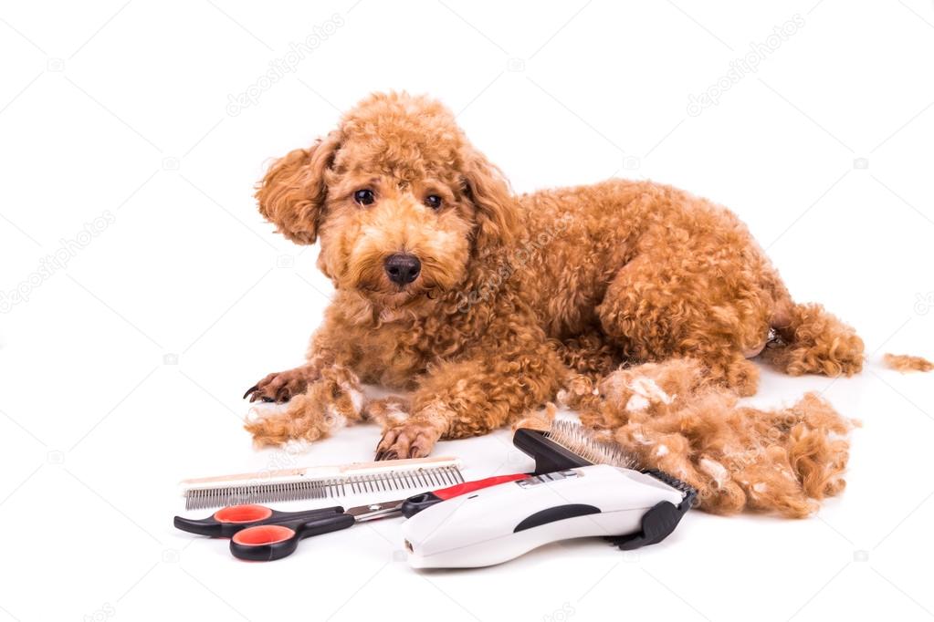 Grooming accessories of clipper, scissor, comb, brush with poodl