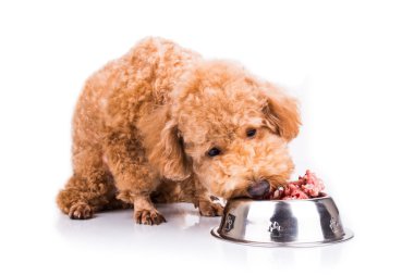 Kaniş köpek onun besleyici ve lezzetli çiğ et yemek keyfi