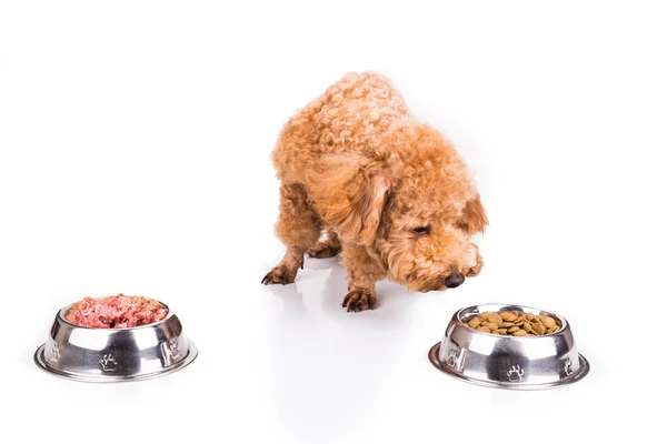 Poedel hond kiezen tussen rauw vlees of brokjes als maaltijd — Stockfoto