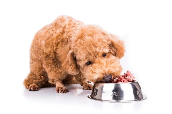 Poodle dog disfrutando de su nutritiva y deliciosa comida de carne cruda — Foto de Stock