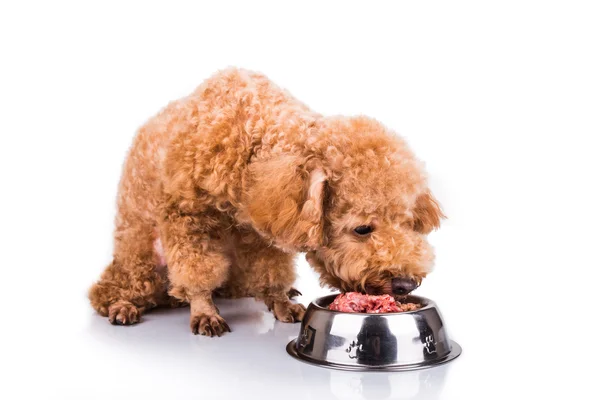 Poodle σκυλί απολαμβάνοντας το γεύμα της θρεπτικά και νόστιμα ωμό κρέας — Φωτογραφία Αρχείου