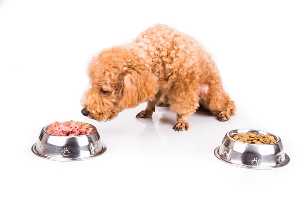 Poodle dog choosing between raw meat or kibbles as meal — Stock Photo, Image