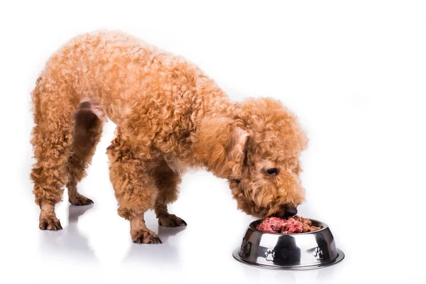 Poodle dog disfrutando de su nutritiva y deliciosa comida de carne cruda — Foto de Stock