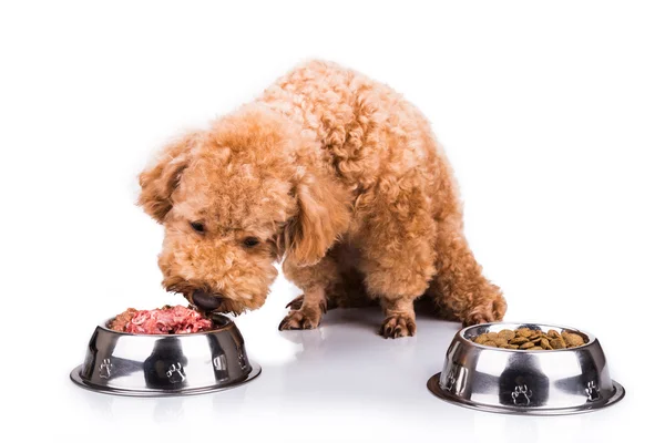 Poodle σκυλί επιλέγει νόστιμα ωμό κρέας πάνω από κροκέτες ως γεύμα — Φωτογραφία Αρχείου