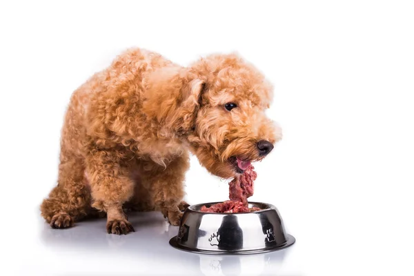 Poodle dog disfrutando de su nutritiva y deliciosa comida de carne cruda — Foto de Stock
