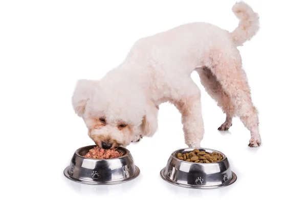 Poodle σκυλί απολαμβάνοντας το γεύμα της θρεπτικά και νόστιμα ωμό κρέας — Φωτογραφία Αρχείου