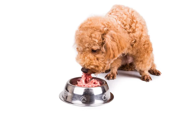 Poedel hond genieten van haar voedzaam en heerlijk rauw vlees maaltijd — Stockfoto