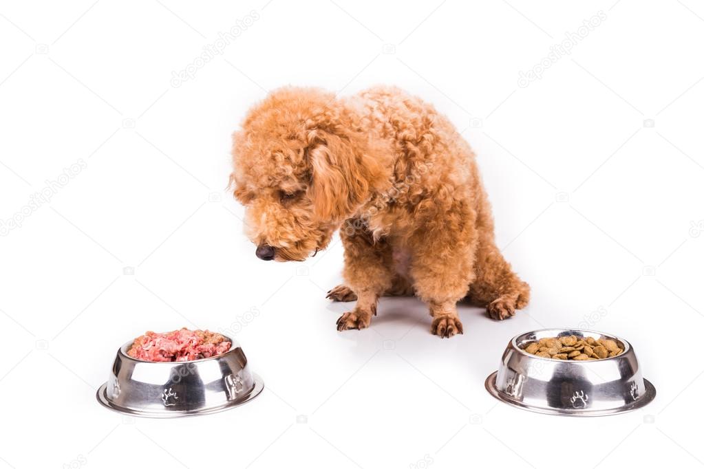 Poodle dog choosing between raw meat or kibbles as meal