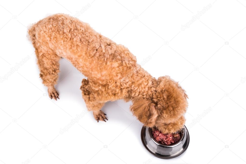 Poodle dog enjoying her nutritious and delicious raw meat meal