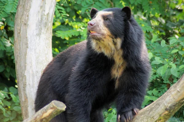 Immagine di un orso dagli occhiali — Foto Stock