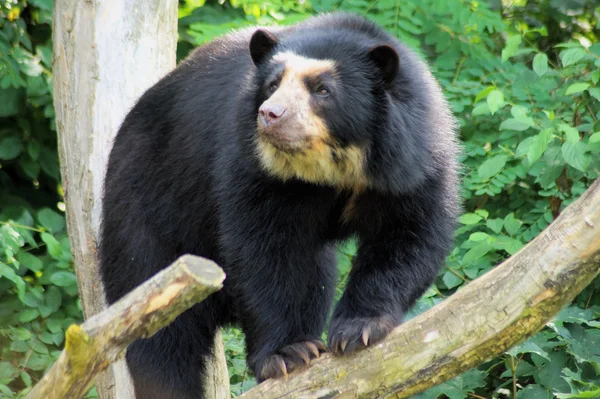 Immagine di un orso dagli occhiali — Foto Stock