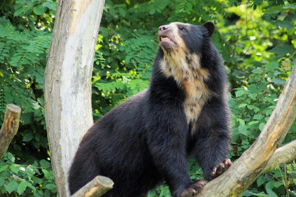 Immagine di un orso dagli occhiali — Foto Stock