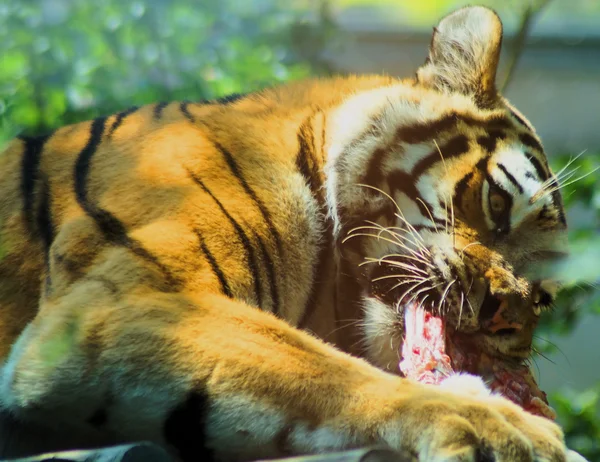 Picture of an eating tiger — Stock Photo, Image
