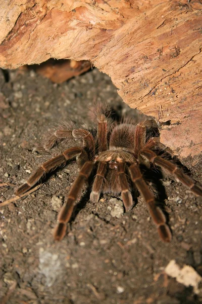 Aranha de pássaro Vitalius Wacket — Fotografia de Stock