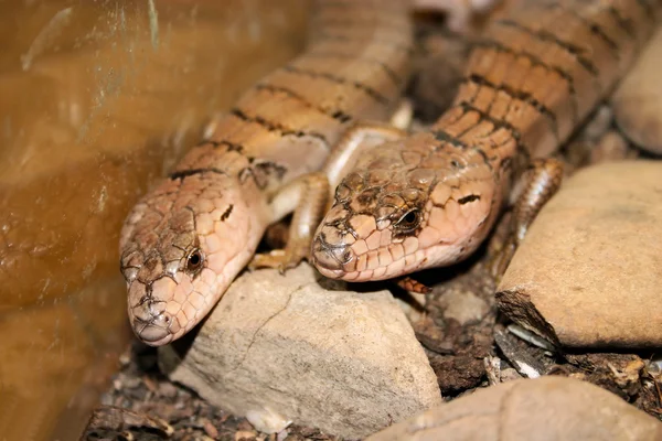 Par de lagarto de língua rosa — Fotografia de Stock