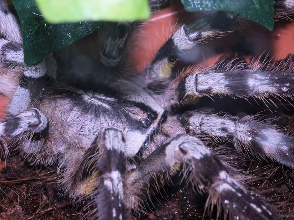 Aves-aranha Poeciloteria Regalis — Fotografia de Stock