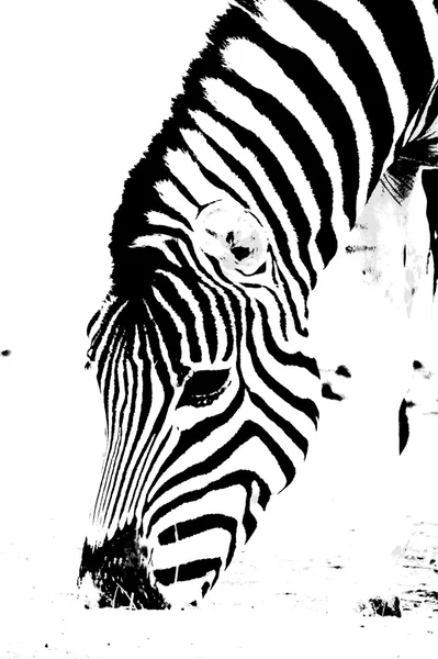 Zebra — Stockfoto