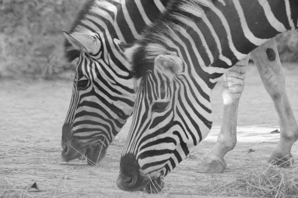 Два зебр — стокове фото