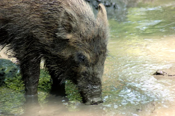 Bere cinghiale — Foto Stock