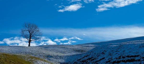 Piękne drzewo na łące pokrytej śniegiem jesienią — Zdjęcie stockowe